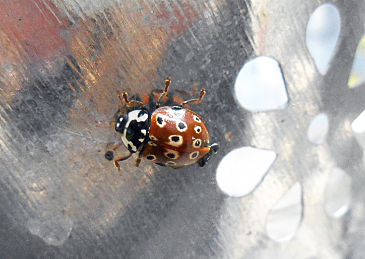 005 ladybug