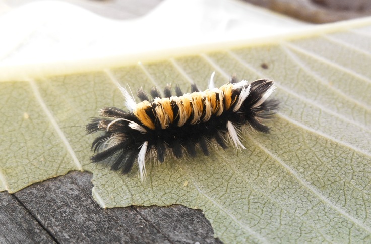 015 fuzzy caterpillar