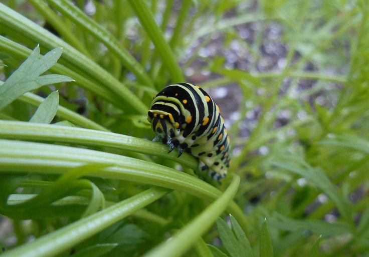 024 black and green caterpillar