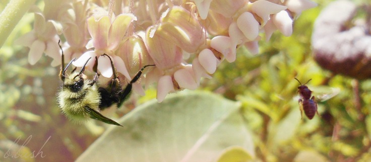 bee and milkweed