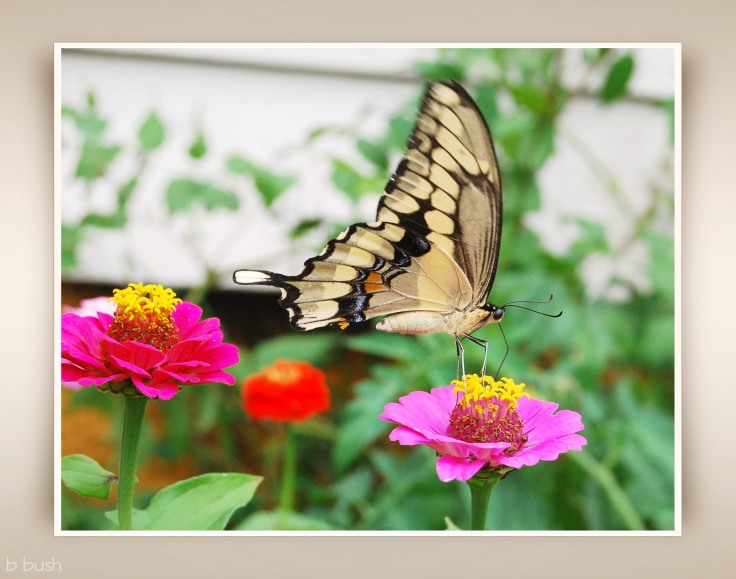 butterfly and zinnia duranzo frame w
