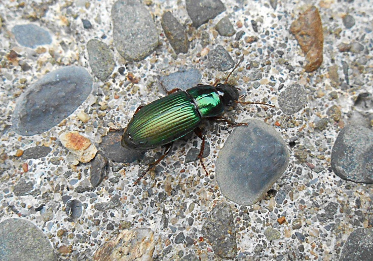 green beetle 2a