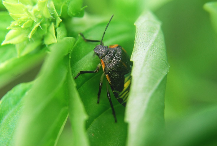 japanese beetle in basil