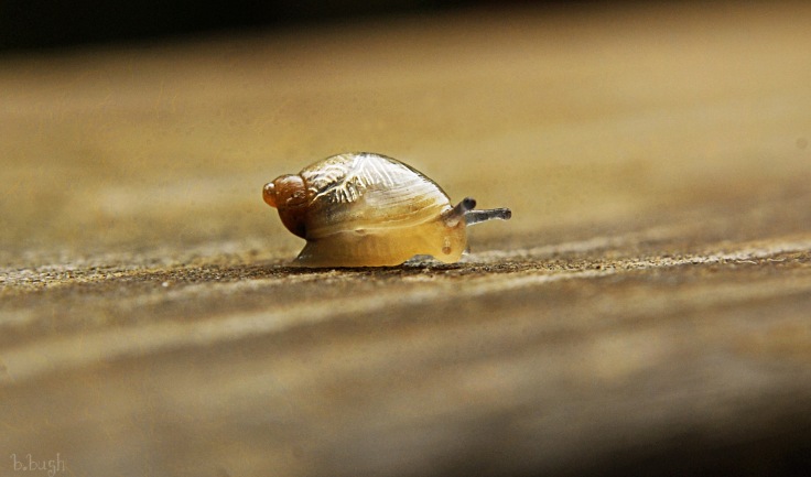 snail 5w
