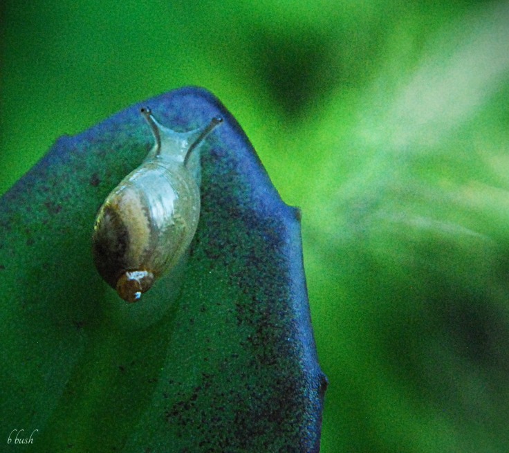 snail blue w